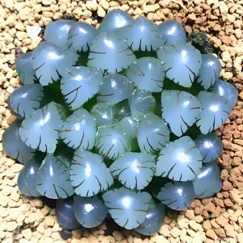 水晶玉露多肉植物十二卷类仙人球室内绿植盆栽萌肉t05水晶玉露5cm原盆