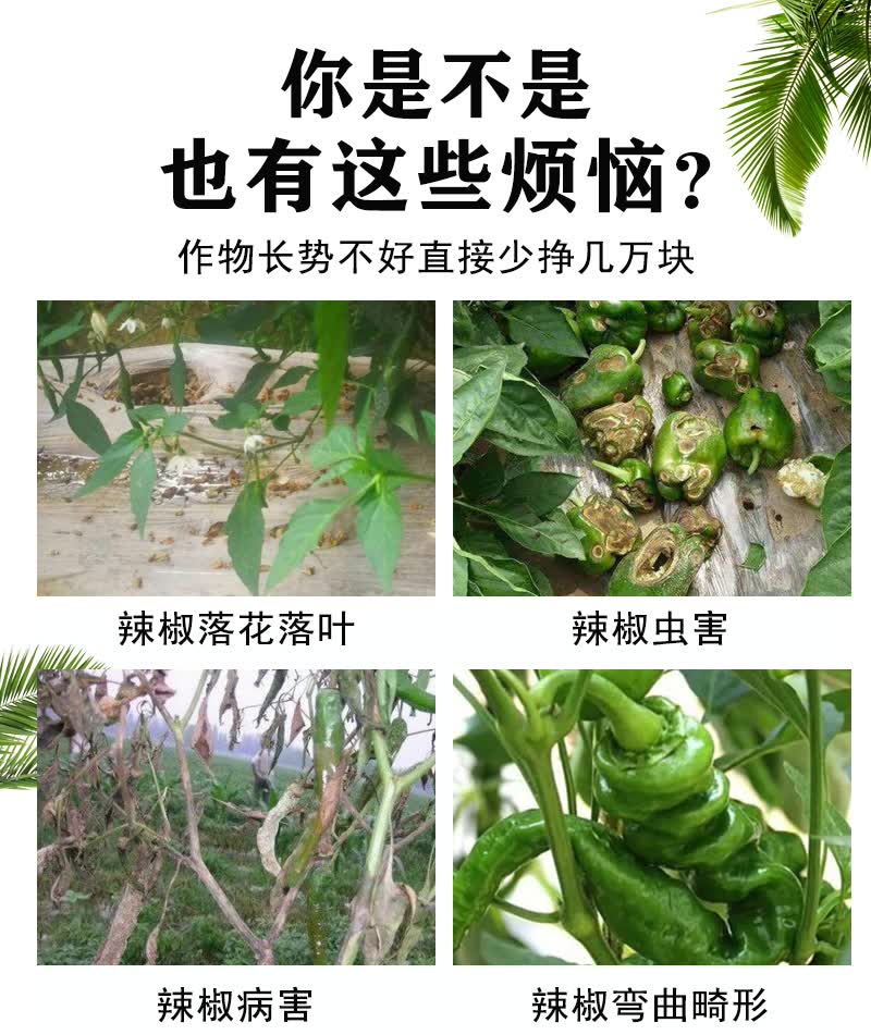 辣椒杀虫剂病毒病疫病蚜虫保花保果肥料叶面肥增产专用杀菌剂农药 900
