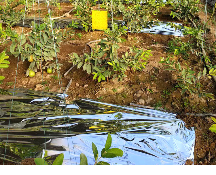 温室蔬菜增温返光纸升温暖补光幕果树果园大棚用反光膜1米宽80米长