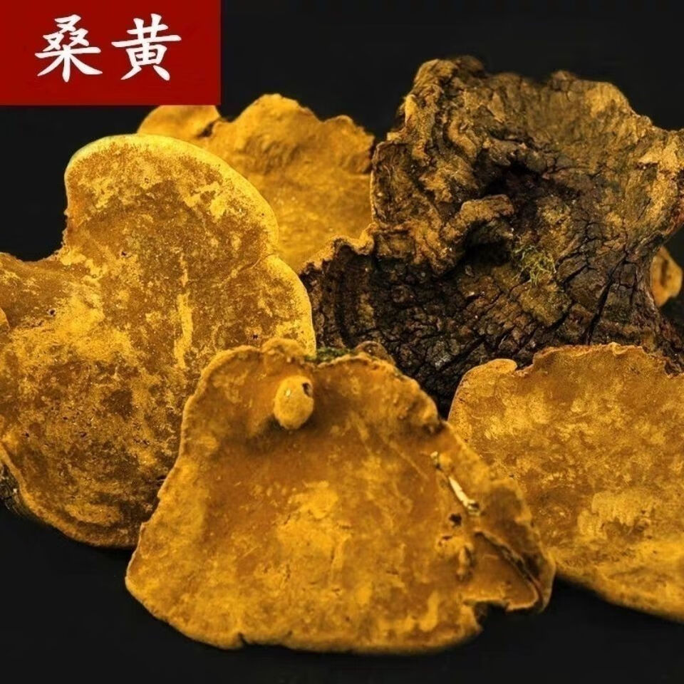 伟博桑黄西藏桑黄正宗金边桑树桑黄黄灵芝泡茶泡酒原料30年桑树桑黄