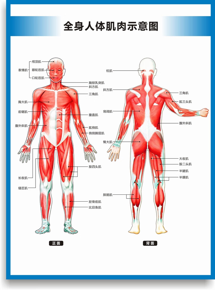人体肌肉名称图解图片
