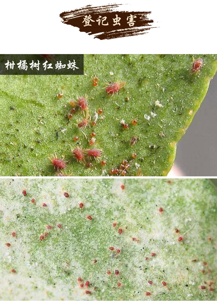 富美实 金满枝丁氟螨酯 蔬菜花卉草莓红蜘蛛杀螨剂 100ml*1瓶