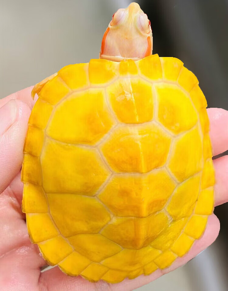 仟芸 变异白化巴西龟苗宠物观赏焦糖精品网红深水龟鱼缸混养小乌龟