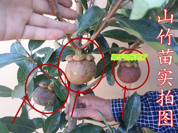 山竹苗 盆栽果树苗 泰国山竹树苗 盆栽山竹苗 当年结果果树苗木 新