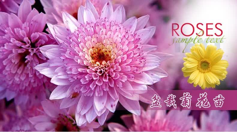 牡丹花苗怎么卖钱