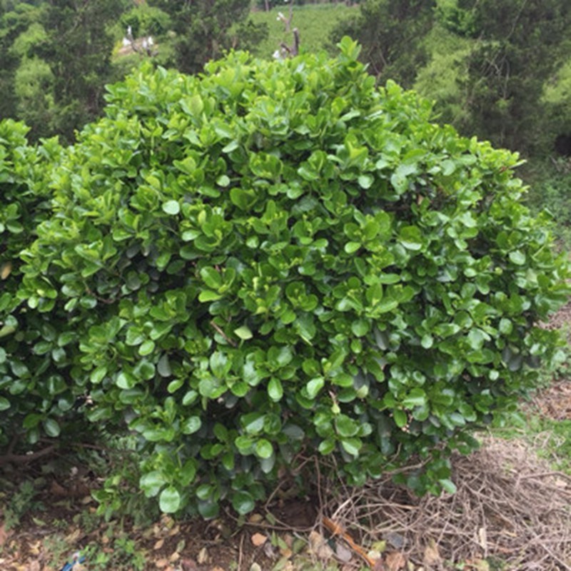 冬青苗庭院盆栽地栽綠化樹苗南方北方種植大葉黃楊苗四季常青 冬青球