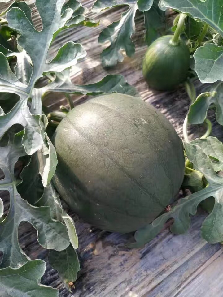 黑津王炸西瓜东台黑金三仓爆炸瓜黑皮黄心瓤新鲜水果12斤顺丰【图片 