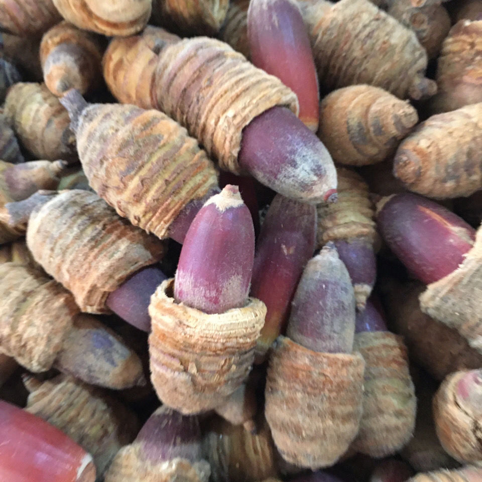 伟博狗鞭果新货狗鞭果风流果猪仔粒毛毛果500克