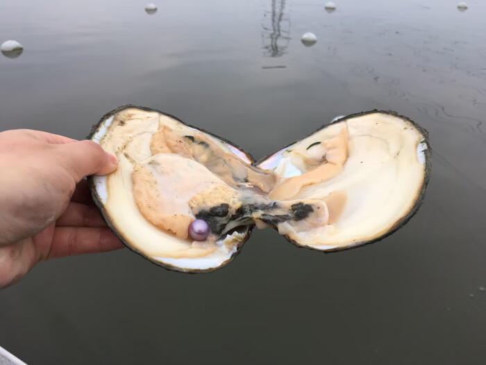 珍珠贝活体淡水珍珠蚌紫色爱迪生单珠自己开鲜活开蚌取珍珠一蚌一珠sn