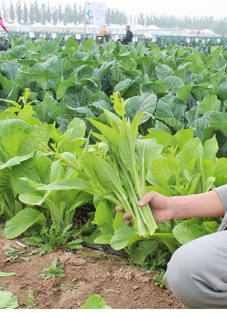 【现摘现发】白菜苔新鲜蔬菜时令爽口脆甜青菜叶类菜小白菜农家 豌豆