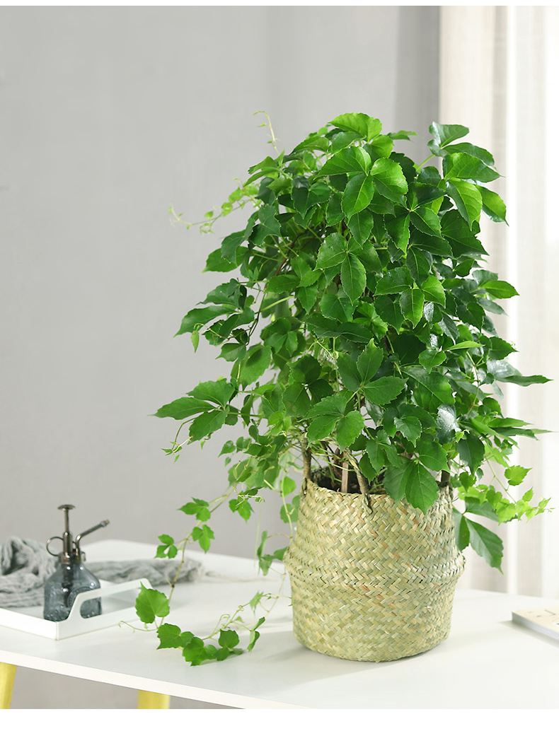 多瑙梦三叶爬山虎苗爬藤植物藤蔓绿植好养活四季爬墙虎开花室外阳台