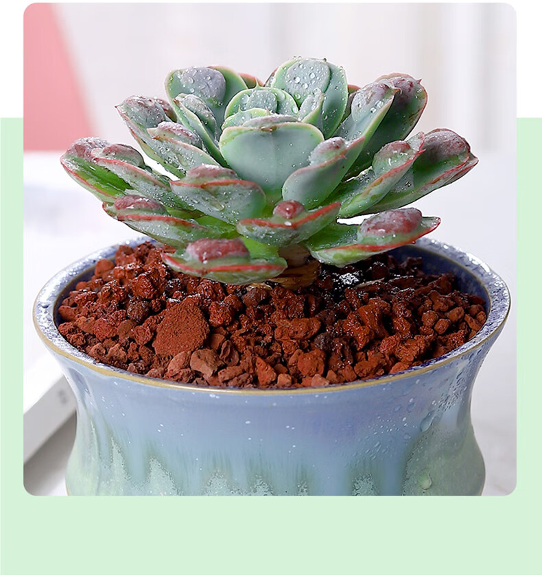 雨滴多肉植物稀有品种室内耐旱好养肉肉盆栽雨滴多肉印象梅花含盆