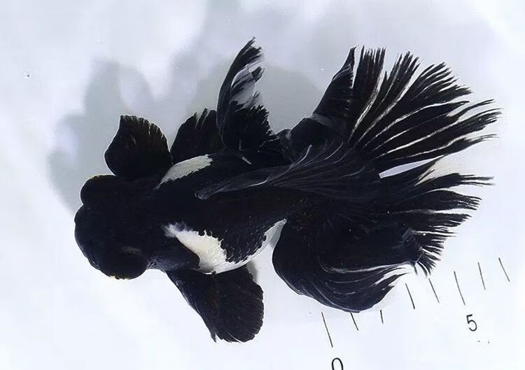 熊猫蝶尾鱼苗 金鱼活体观赏鱼黑白蝶尾招财鱼国粹风水鱼水族宠物 2