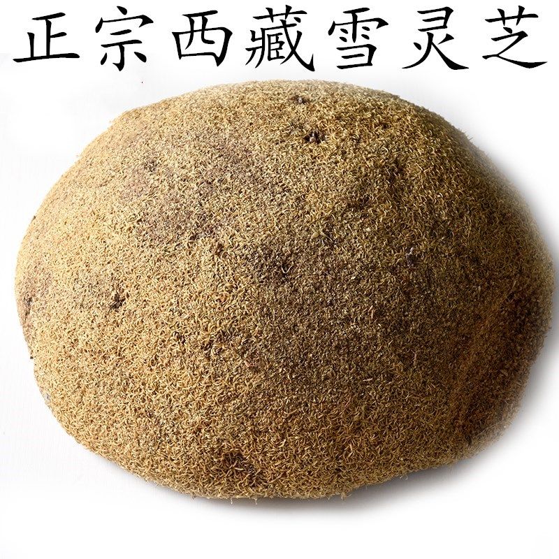 西藏雪灵芝血灵芝泡水煲汤肺部250g