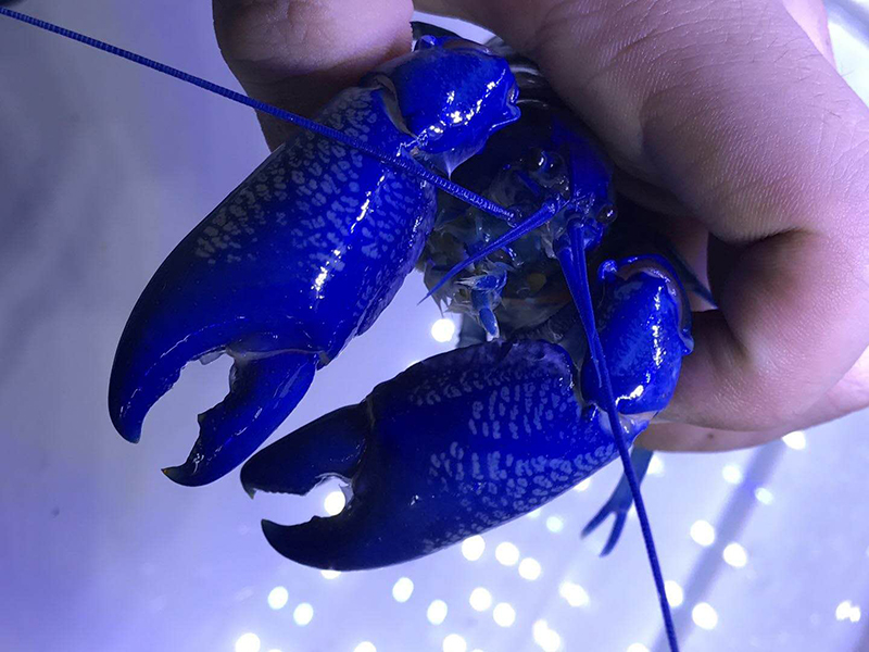 【2月10日发货】 网红淡水观赏虾 人工天空蓝魔观赏虾 鳌虾天空蓝魔