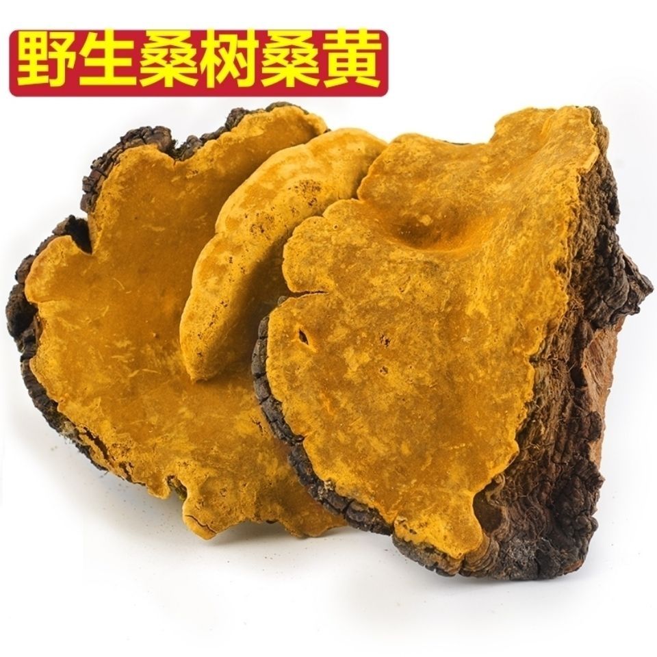 伟博桑树桑黄 西藏整枝桑黄灵芝片孔菌林芝【嘉万滋补品】 8年桑树