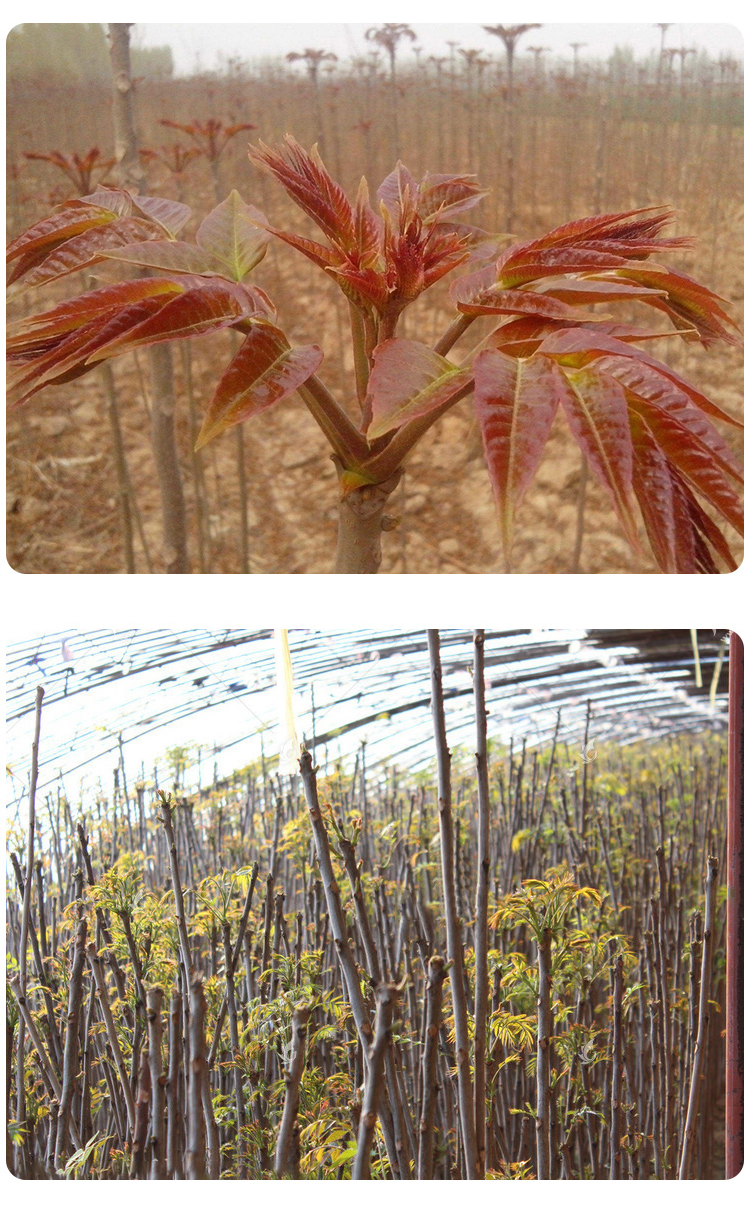 聚雅轩香椿树苗阳台盆栽庭院地栽水果树苗木南方北方种植绿化香椿芽四