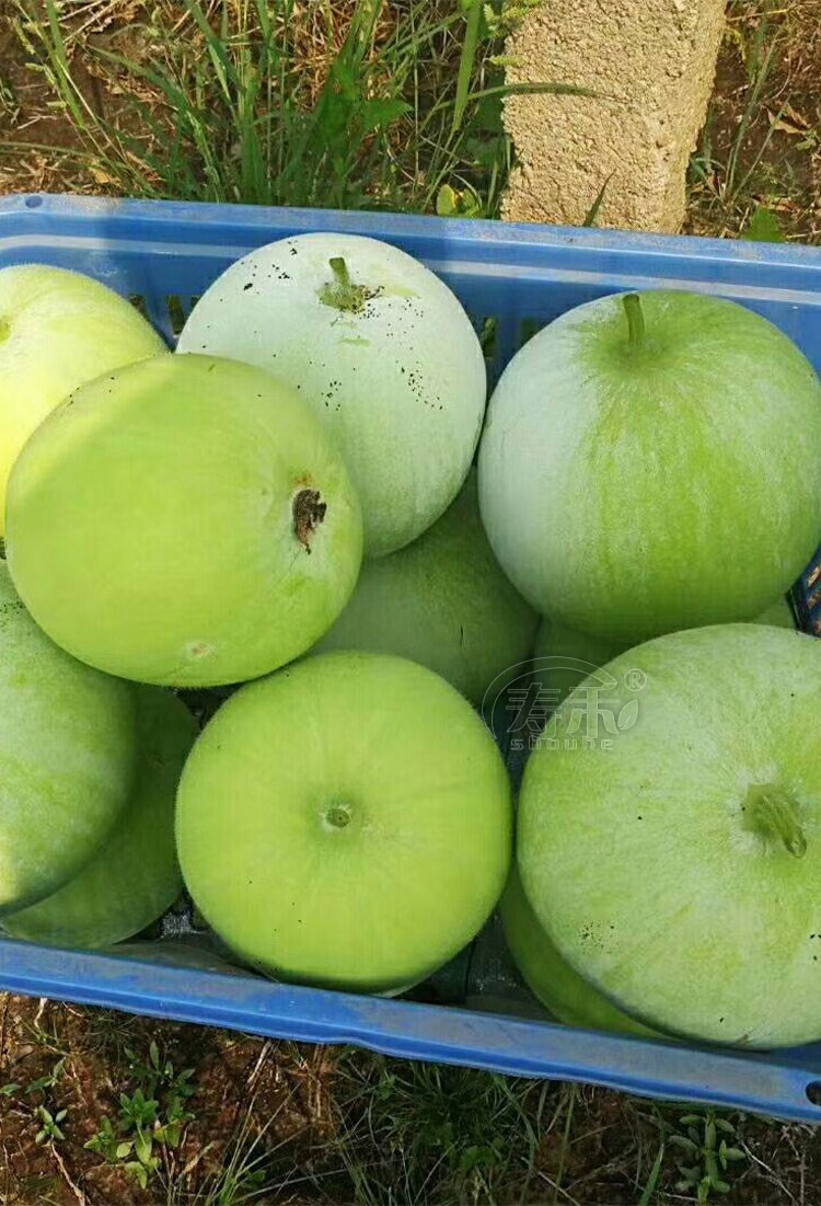 【闪电发货】香芋冬瓜苗 小冬瓜种子香芋冬瓜种籽蔬菜孑四季阳台迷你