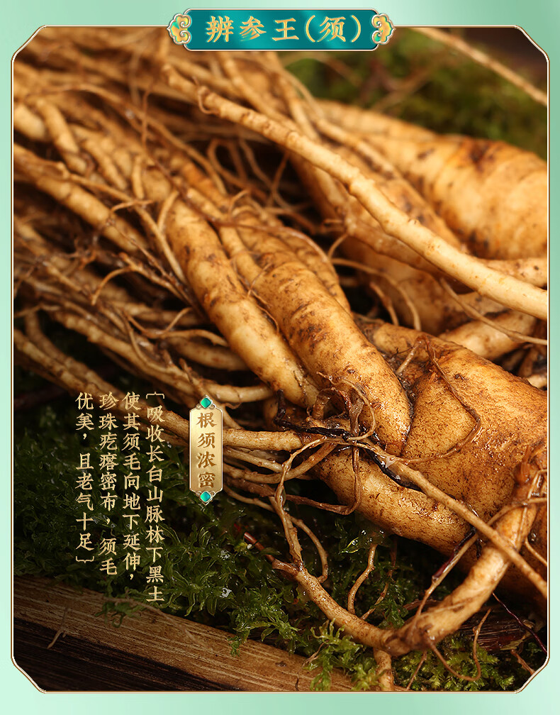 野山参鲜活人参加大2支野山参长白山新鲜人参林下参泡酒煲汤佳选老参