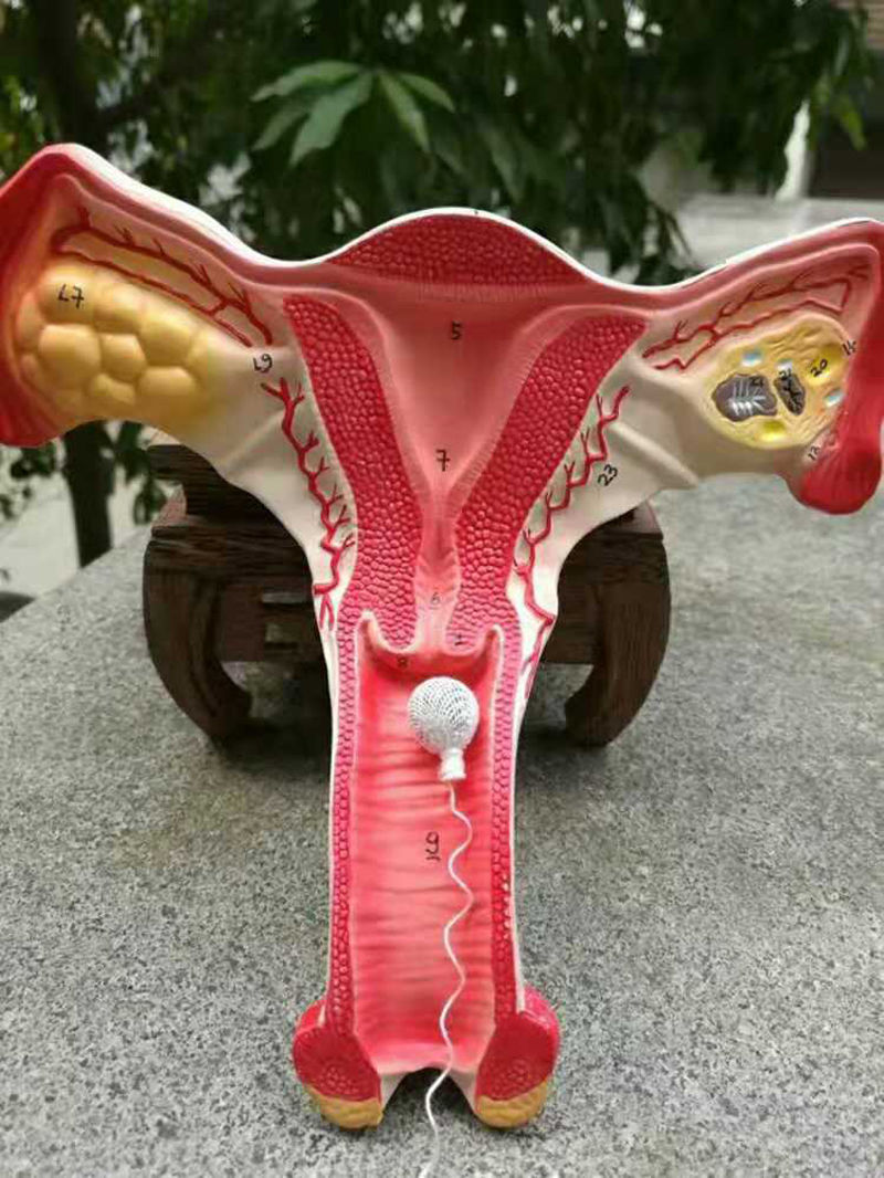 你尊【官方旗舰】养巢清宫丸6丸卵巢宫颈护理 一盒