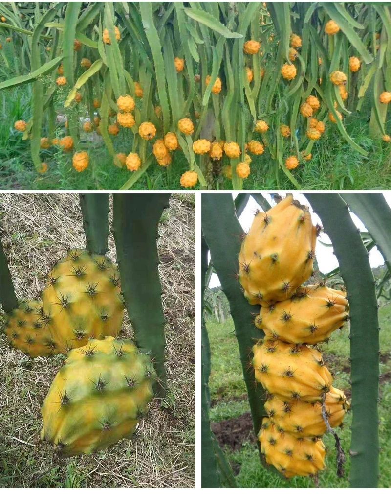 正宗燕窝火龙果苗麒麟果黄龙无刺火龙果苗盆栽果树苗嫁接结果高4050