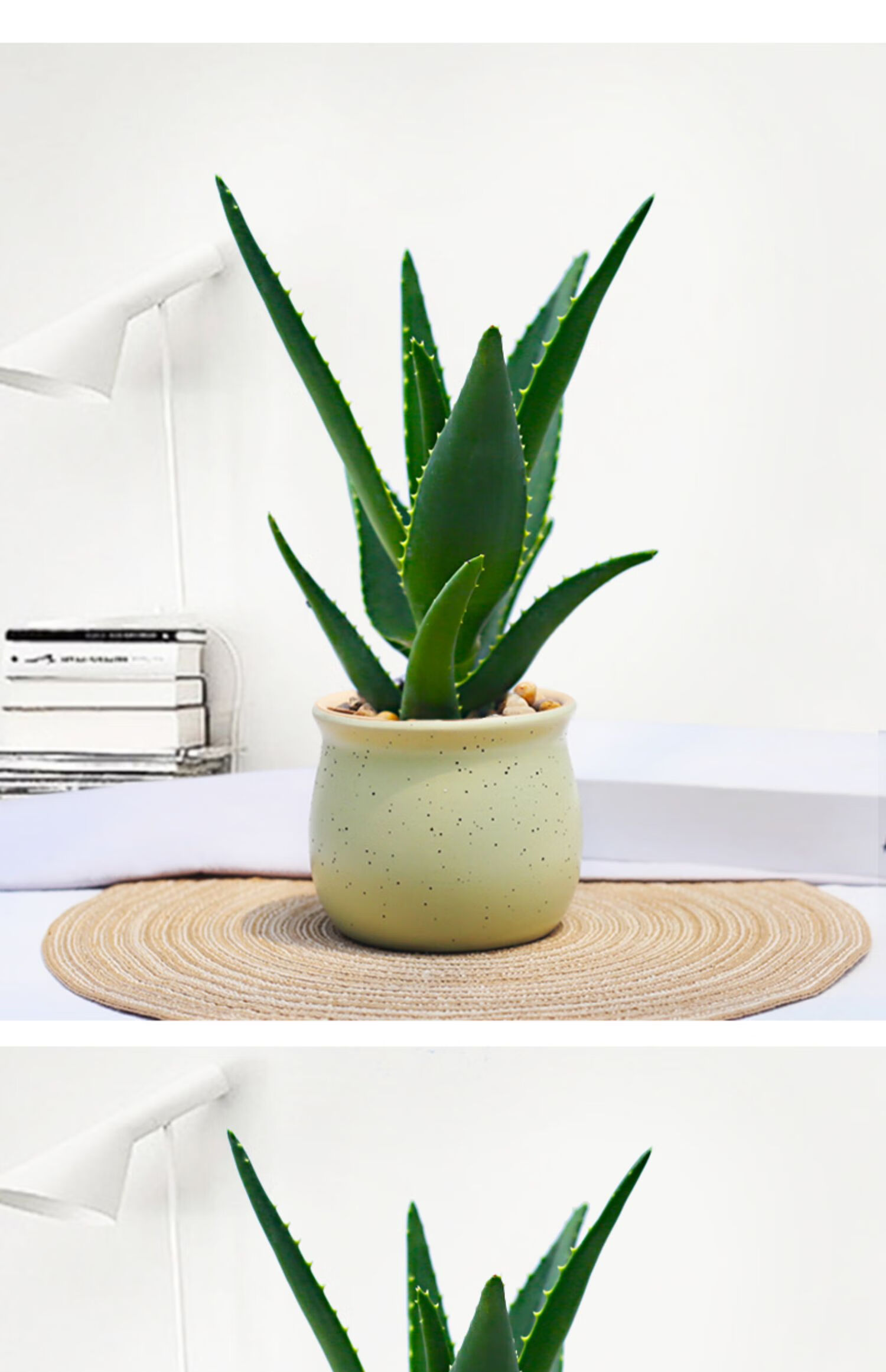 植物办公室防辐射吸甲醛好养绿植5年大老桩美人芦荟脱土发货带盆栽好