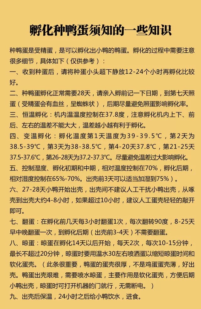 宠物鸭蛋受精种蛋可孵化小黄鸭子网红可达柯尔鸭活体的活物好养 纯种