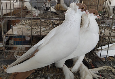 觀賞鴿鳳尾淑女秀兩頭烏元寶鴿兩頭紅大鼻子鴿子活體黑細花種鴿一對