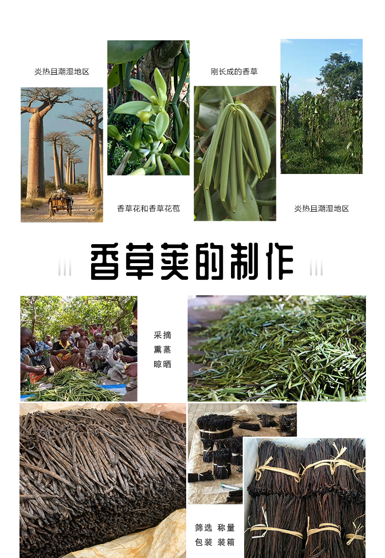 班恩马达加斯原装进口香草荚100g香兰荚豆香草棒食用