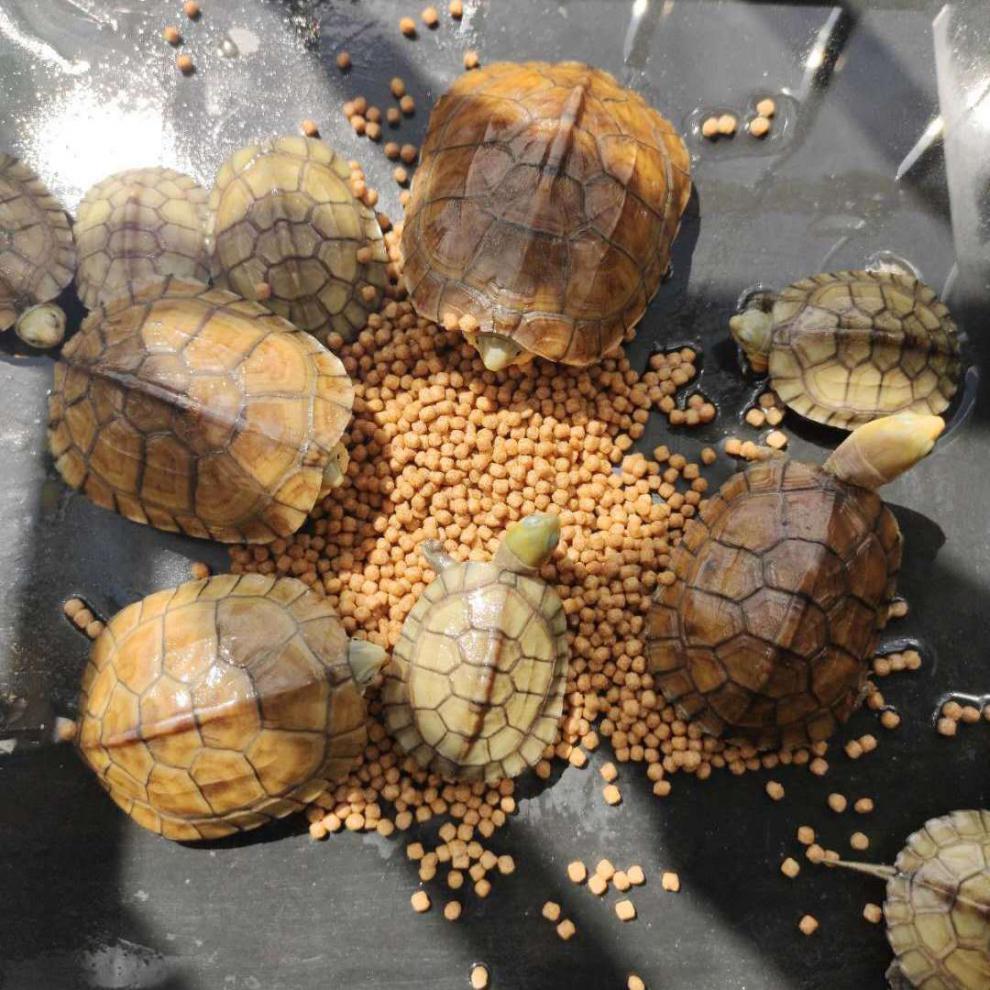 族萃小青头龟苗皖南种小青苗黄金龟小青宠物观赏龟小乌龟龟头苗3厘米