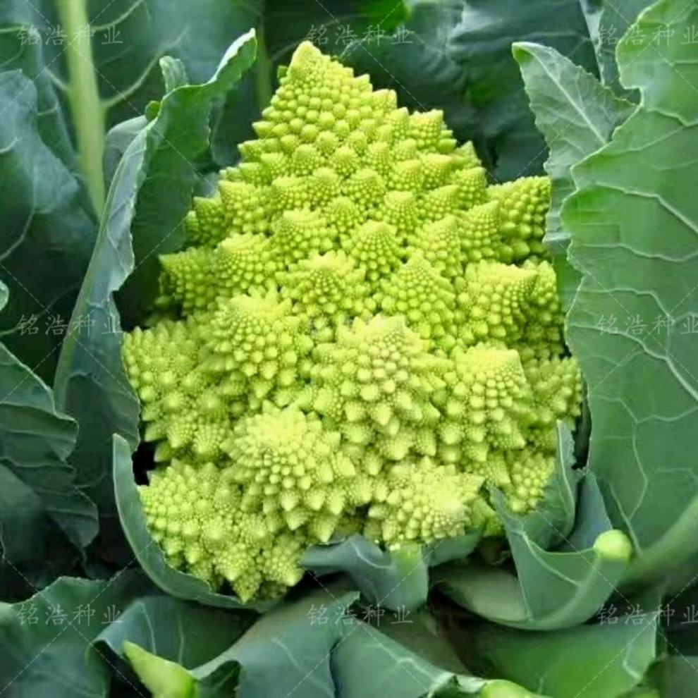 进口宝塔菜种子意大利花椰菜种子菜花花菜蔬菜籽脆爽富贵塔佛头菜