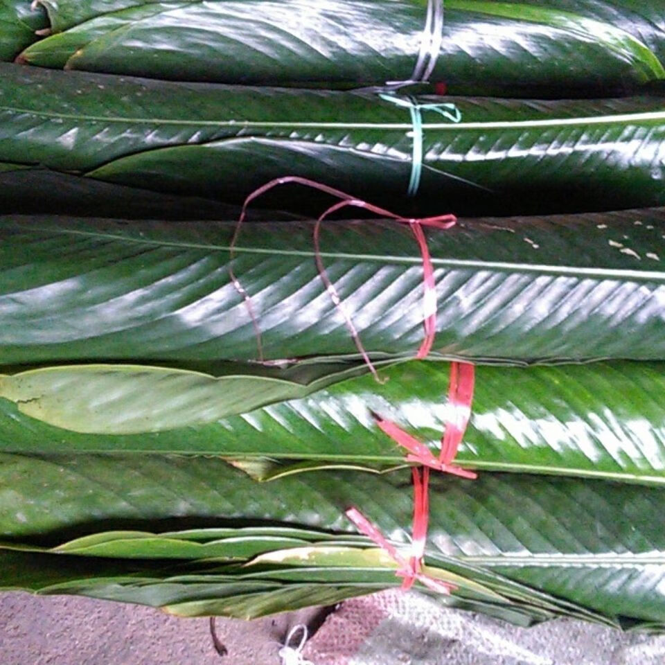 广西冬叶粽子叶现摘大粽叶新鲜原生态柊叶裹粽大树叶粽子材料 小叶100