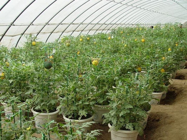 盆栽阳台嫁接西瓜苗8424麒麟瓜大棚四季种植育苗蔬菜瓜果西瓜苗秧