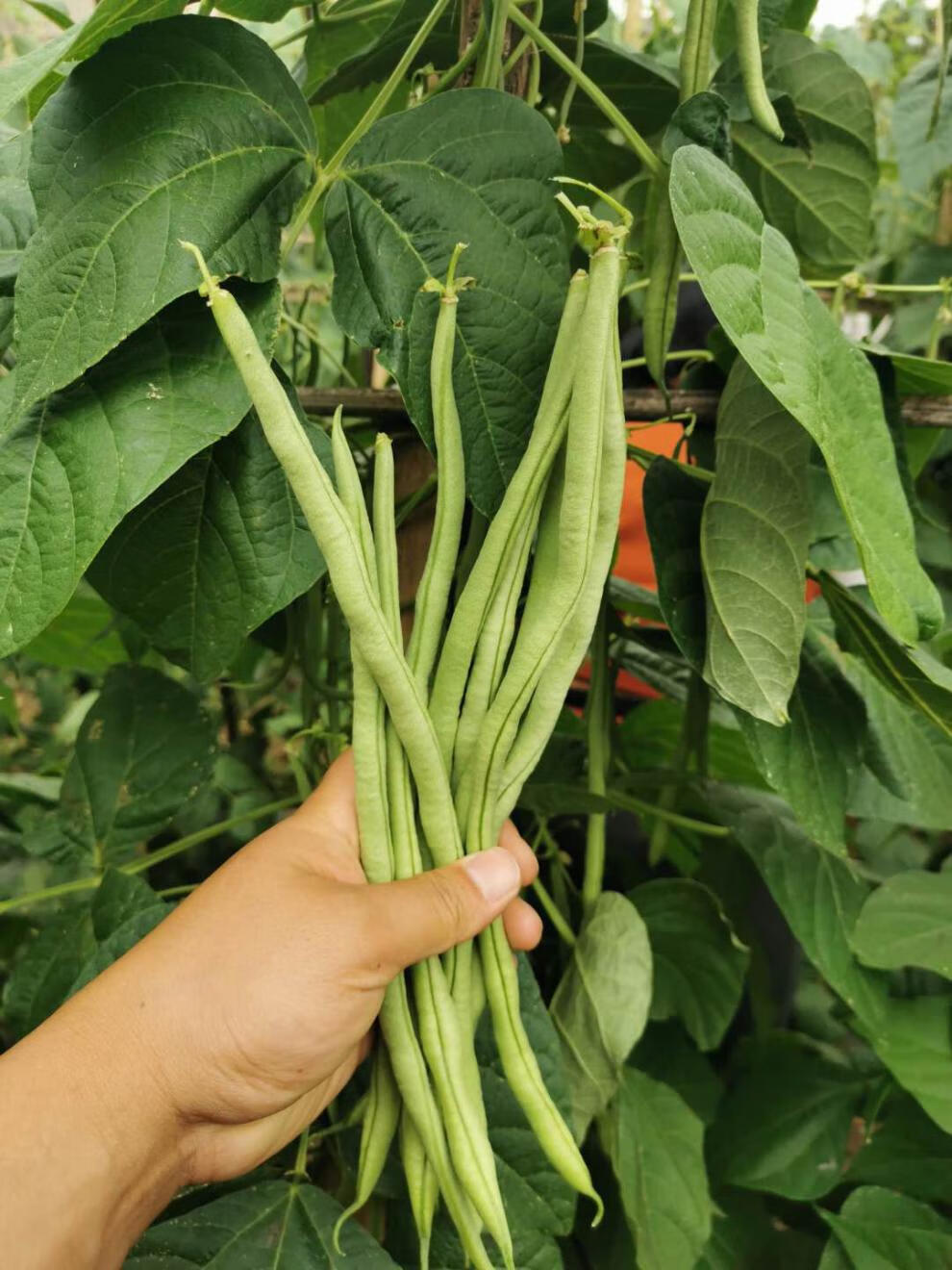 棠鲜生 豆角 刀豆 四季豆 新款四季豆新鲜小金豆刀豆芸豆青豆角5斤