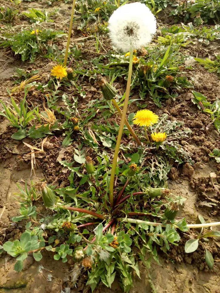 新鲜蒲公英山野菜农家现挖整棵带根嫩叶子天然婆婆丁全草菜 2斤【图片