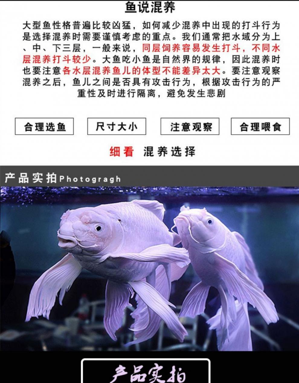 蝴蝶鲤贵妃龙鲤龙鱼配鱼长尾锦鲤冷水鱼大型观赏鱼懒人淡水鱼 13-15分