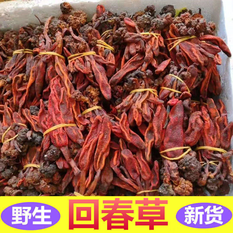 云南回春草不老草顶柱金锁泡茶泡酒料 回春草 金锁各100克【图片 价格