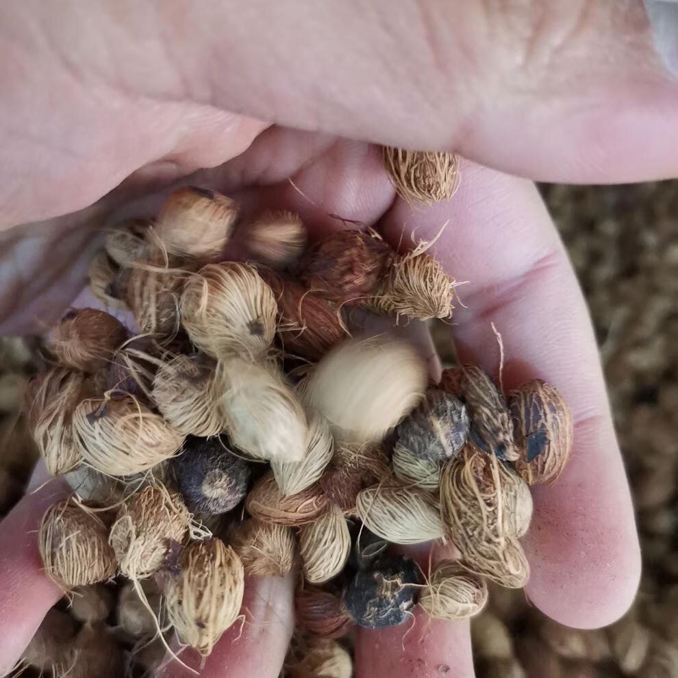 静谧散尾葵种子林木种籽国产散装四季多年生景观凤尾竹黄椰子观叶种孑