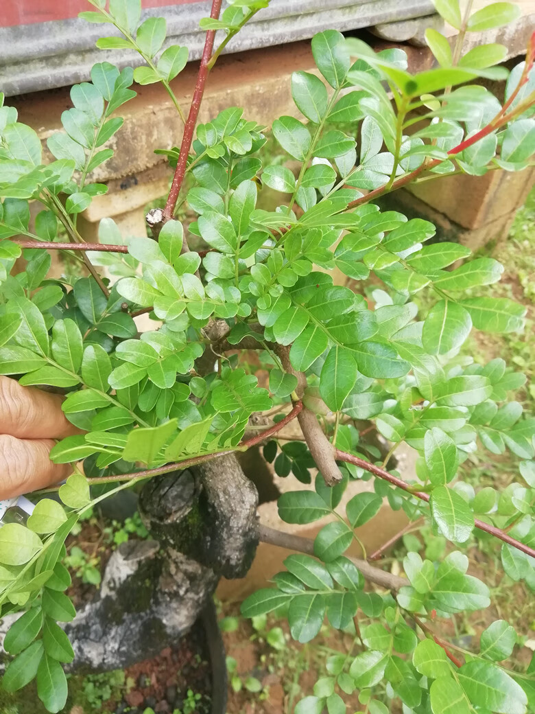 正宗云南红芽清香木直播专拍10元链接驱蚊防虫植物【图片 价格 品牌