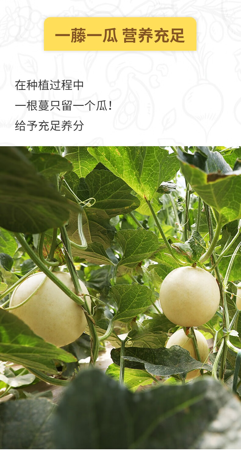 顺丰速运现摘现发内蒙古巴盟香瓜磴口华莱士甜瓜河套哈蜜瓜甜现摘应季