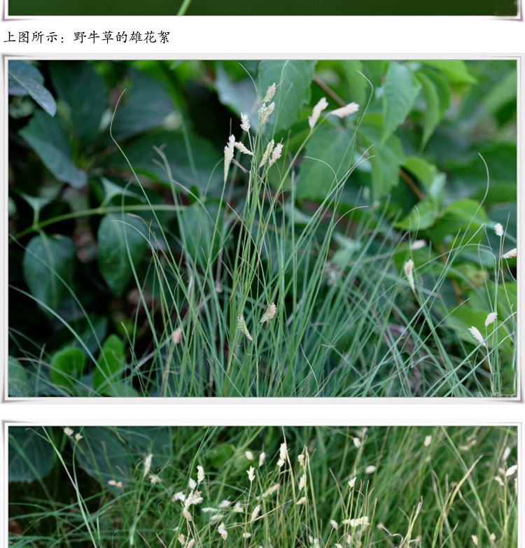 野牛草种子(野牛草种子图片)