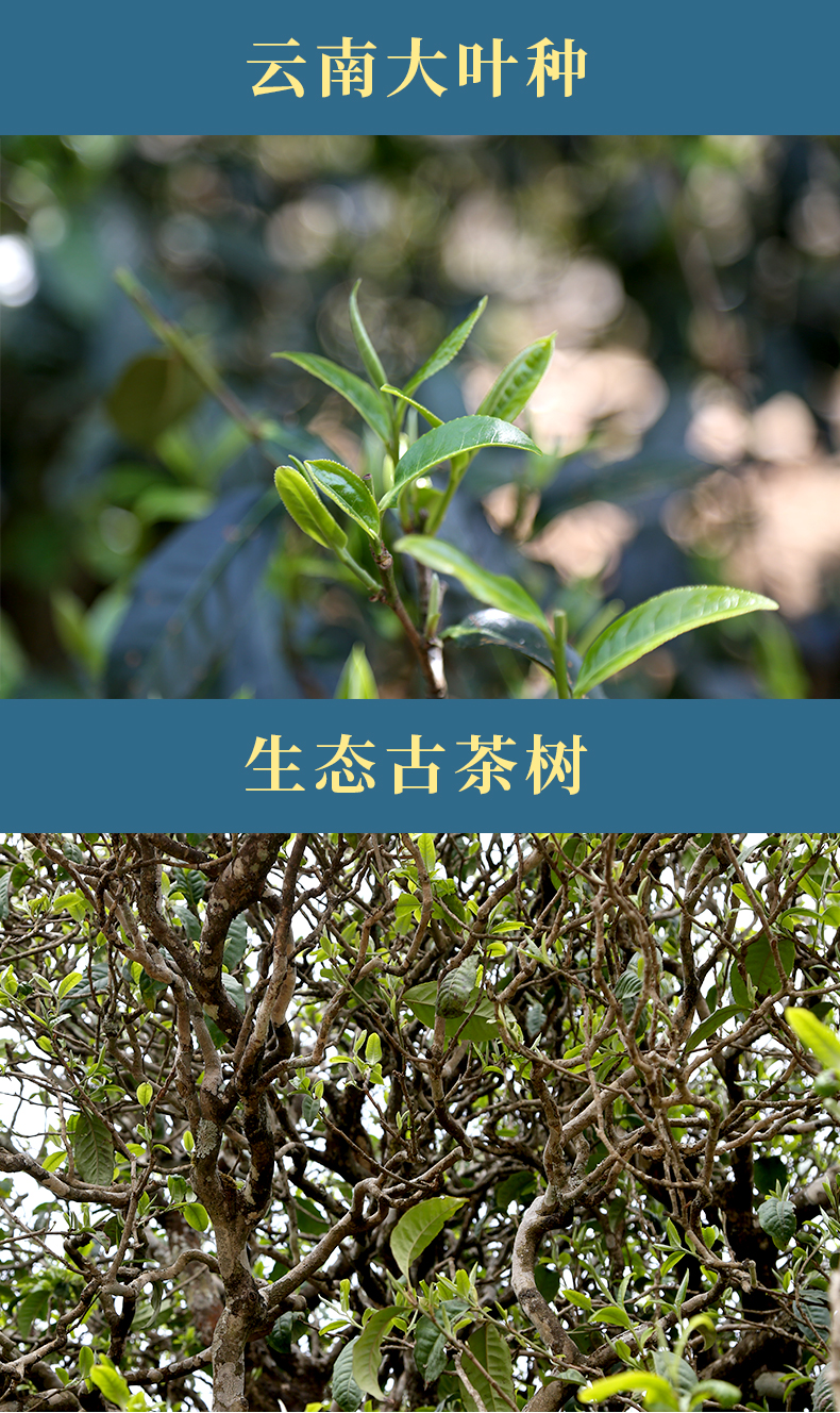 普润心堂 茶叶 云南普洱茶生茶砖2019小户赛古树黄金叶口粮茶250g甘甜