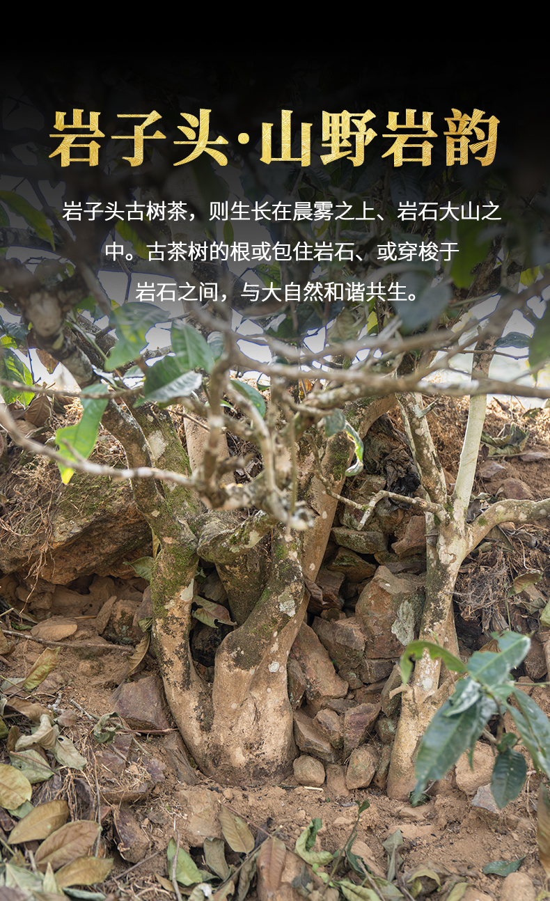 下关沱茶店岩子头古树茶生茶357g饼2021年云南普洱茶茶叶