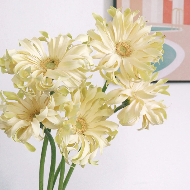 进口荷兰卷边弗朗鲜花直批上海直发水养插花jd快递花束妇女节礼物 乳