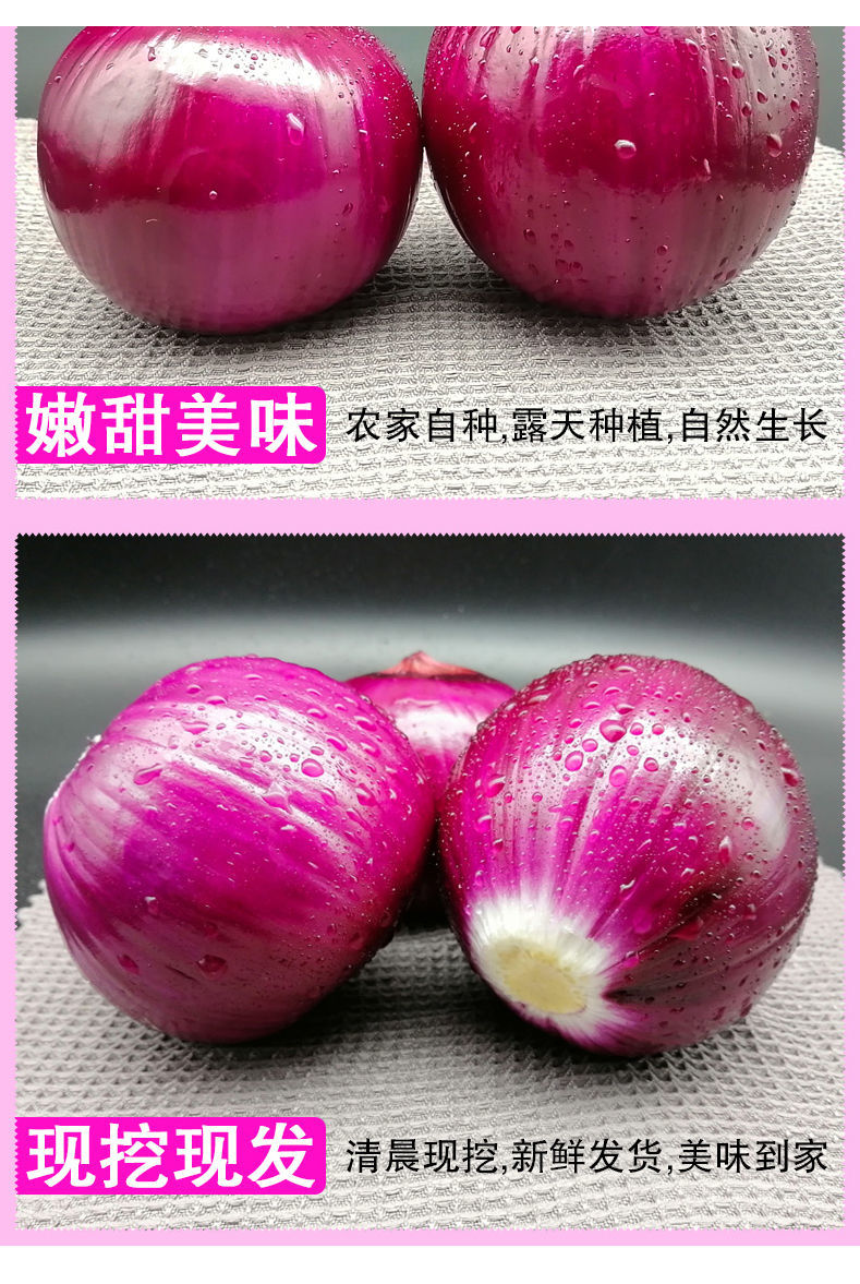 云南紫红皮洋葱10斤新鲜 现挖现发 洋葱头紫红洋葱 普通大果 带箱5斤