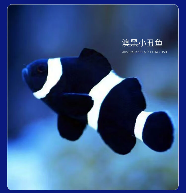 荣郁小丑鱼活体鱼nemo人工海水鱼黑边公子奥黑毕加索雪印熊猫小型鱼23