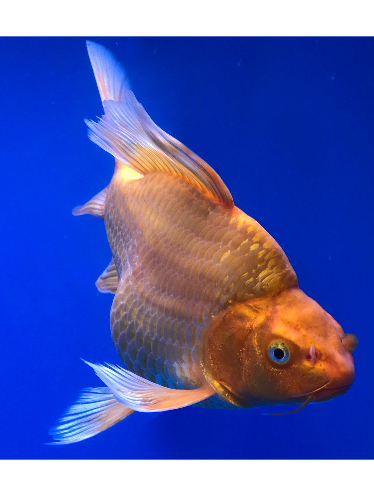 不二臣火红蝴蝶鲤 大鳍长尾冷水鱼球体锦鲤红色龙蝶鲤观赏鱼苗好养