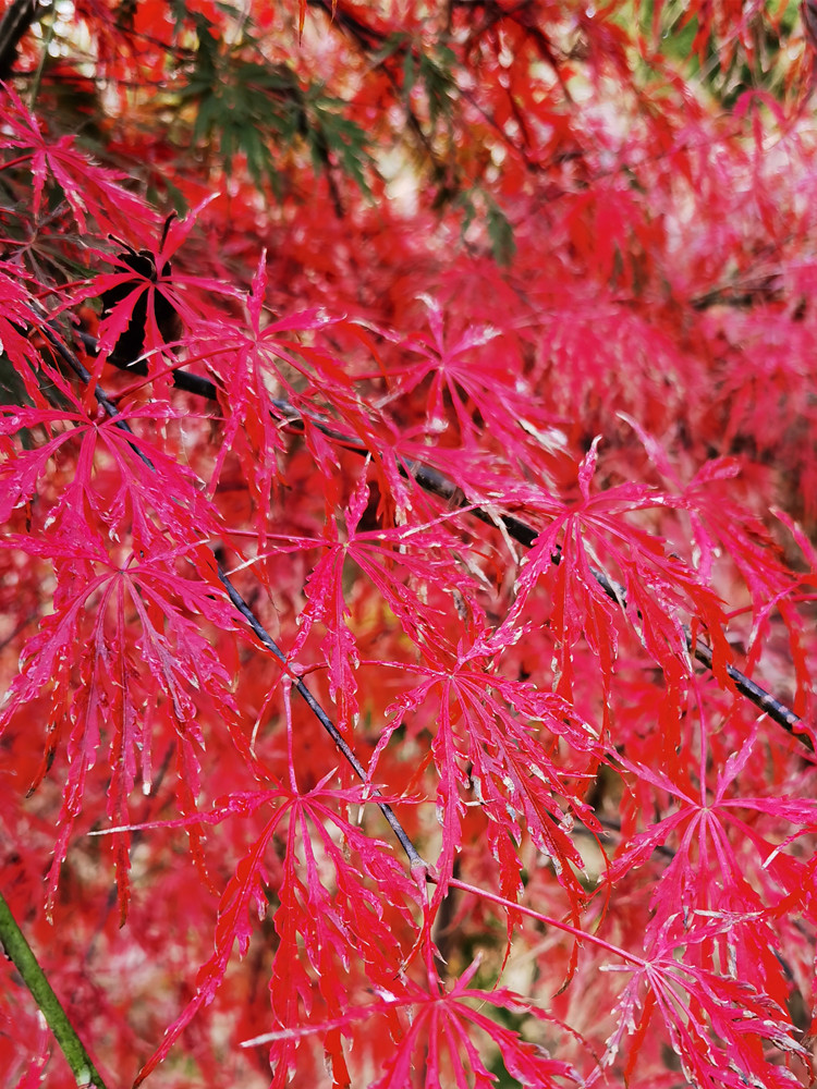 红枫加贺廉羽毛枫黄羽毛青羽毛秋季红叶虎雀 745号加贺廉羽毛枫 带