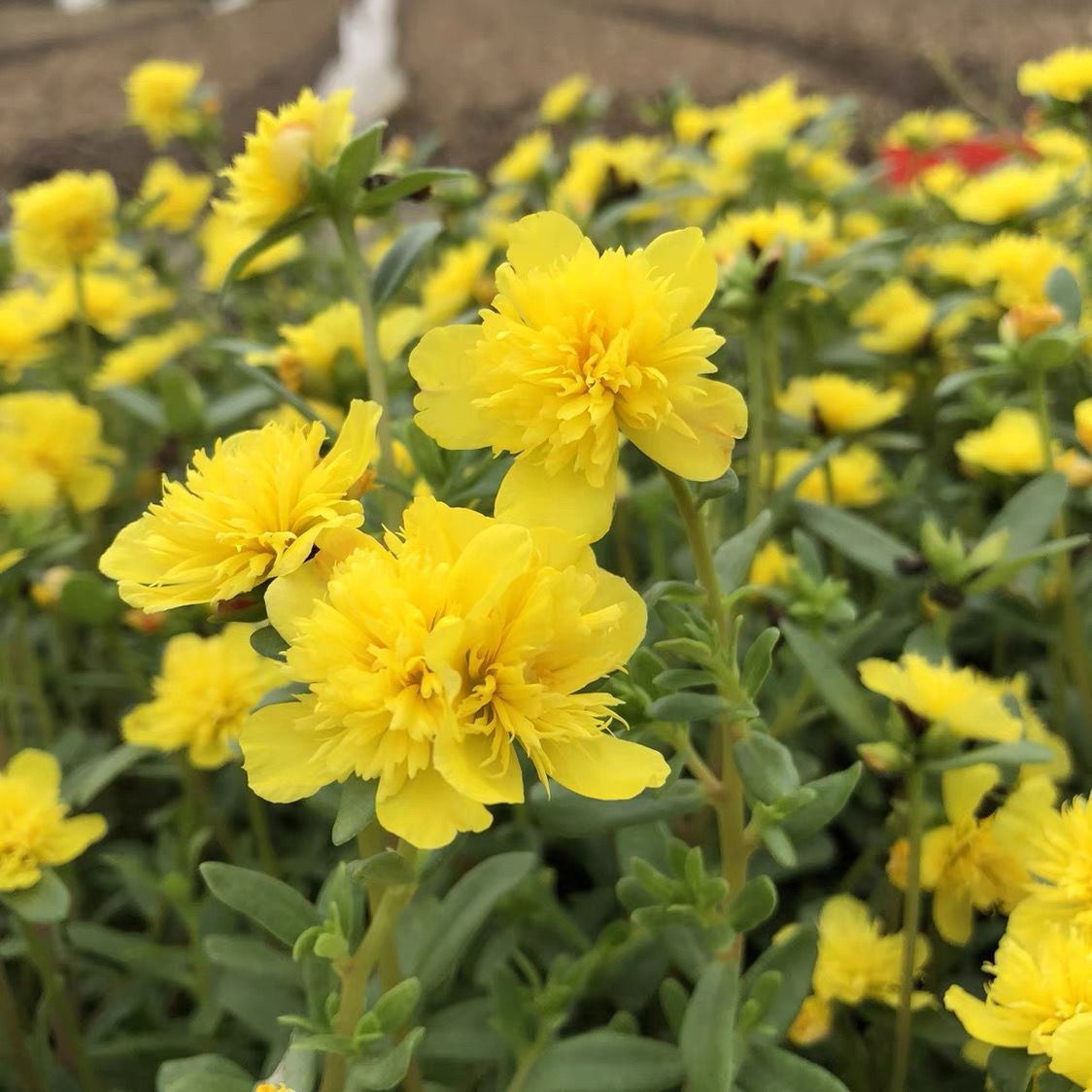 磐闕 上新重瓣太陽花苗重樓闊葉馬齒莧四季開花死不了花卉帶花苞陽臺