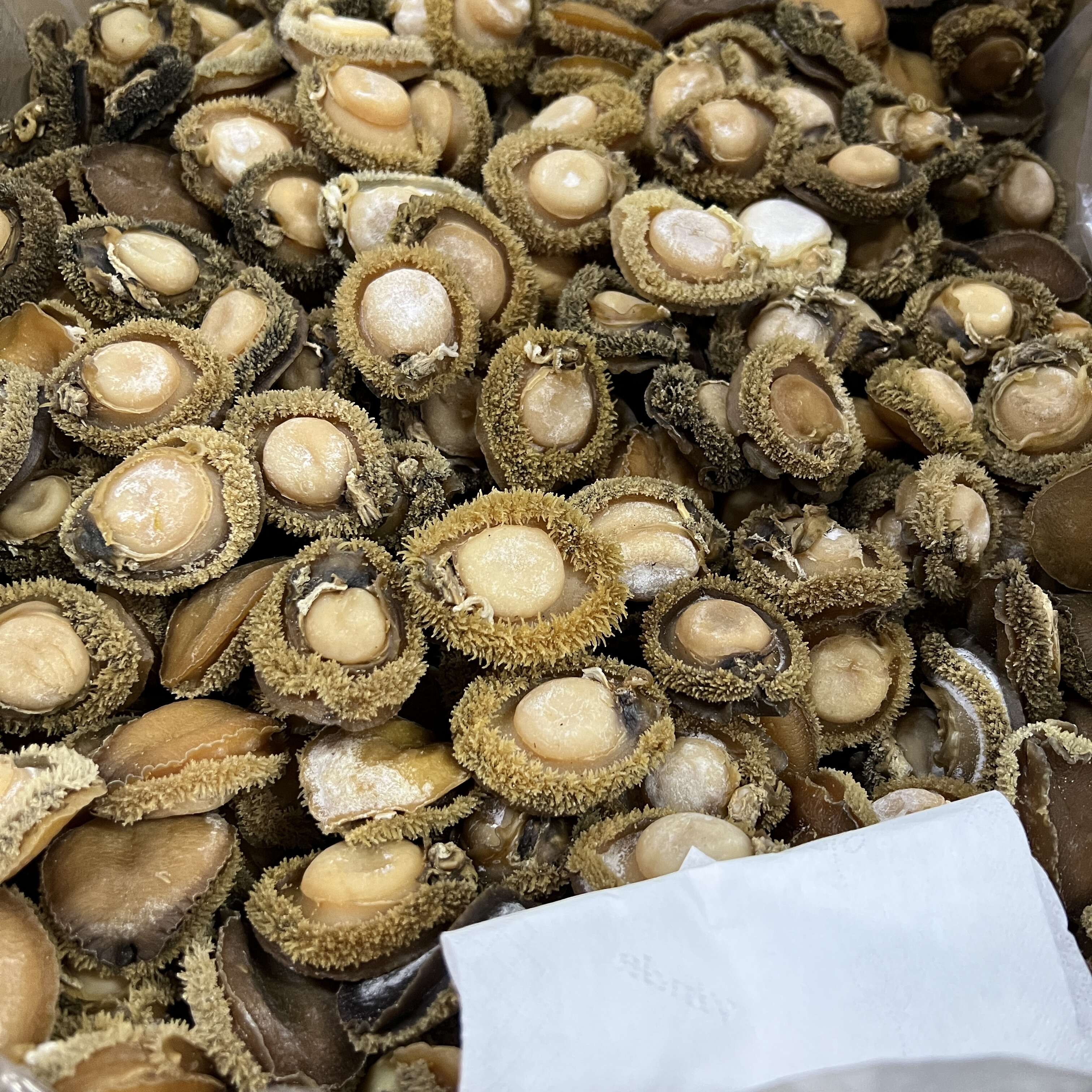 【南非鲍鱼】天然南非鲍鱼干约20-25头一斤 鲍鱼干货500克【图片 价格